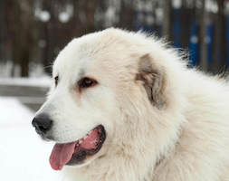 Pyrenean Mastiff